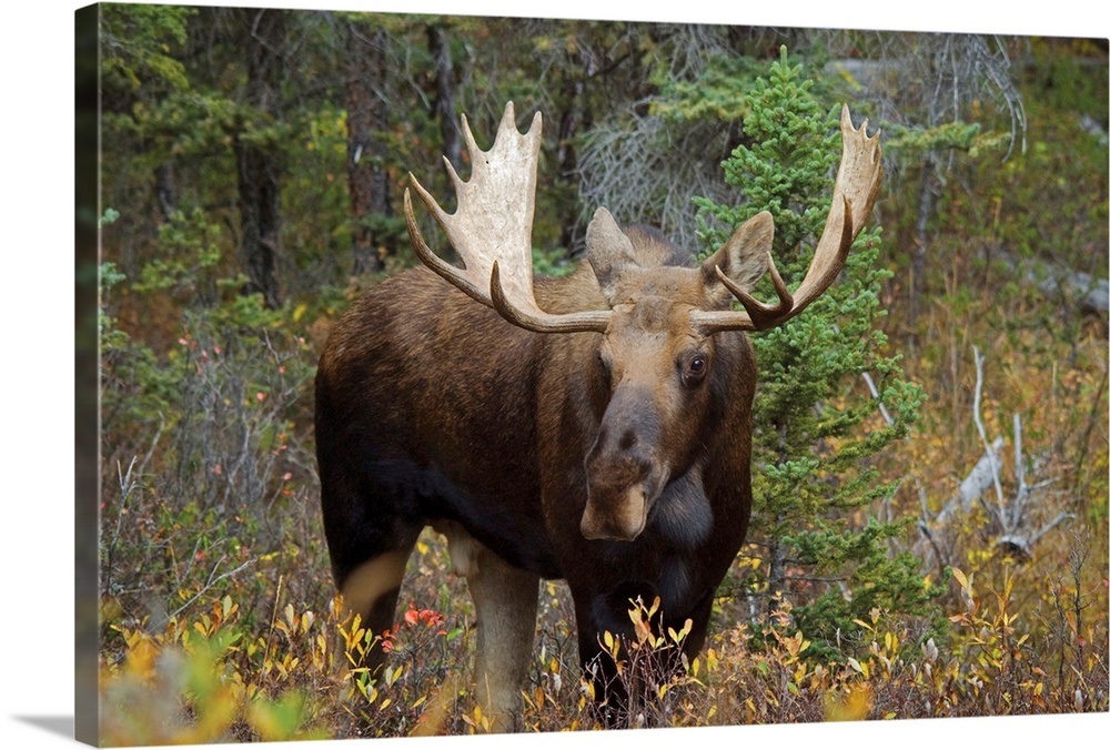 Moose In The Forest; Alberta, Canada Wall Art, Canvas Prints, Framed
