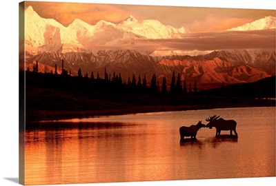 Moose Kissing in Wonder Lake Denali NP Digital Composite