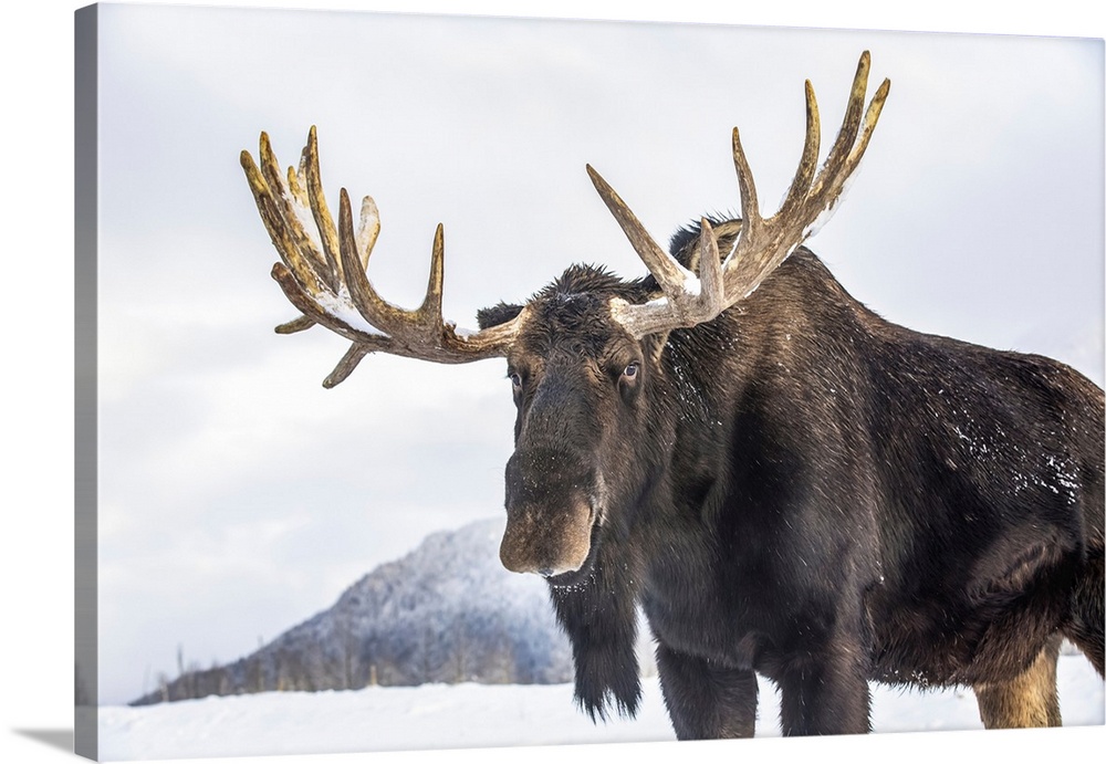 Mature bull moose (alces alces) with antlers shed of velvet standing in snow, Alaska wildlife conservation center, south-c...
