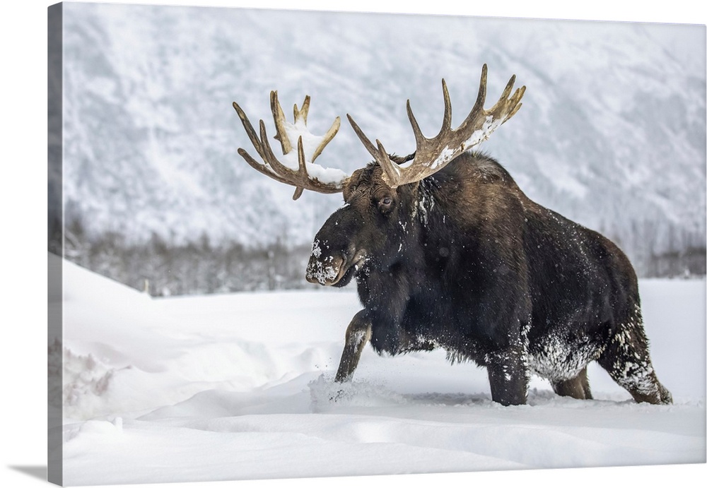 Mature bull moose (alces alces) with antlers shed of velvet walking in snow, Alaska wildlife conservation center, south-ce...