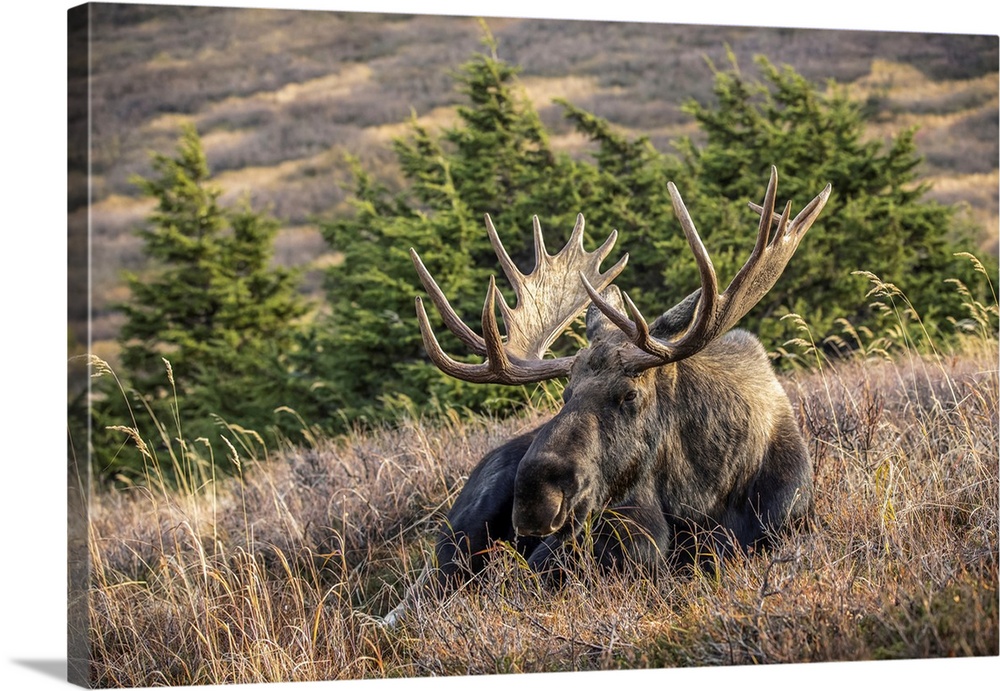 A mature bull moose (alces alces) with matured antlers rests on a hillside in autumn in the powerline pass area of anchora...