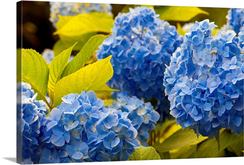Mophead hydrangea flowers and leaves, Hydrangea macrophylla.; Brewster
