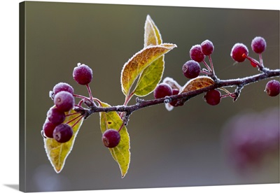 Morning Frost On A Bing Cherry Branch, New York