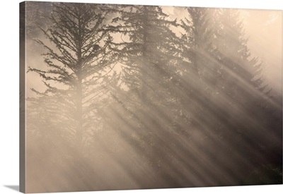 Morning Rays Shine Through The Mist And Trees, Tongass National Forest, Alaska, Autumn