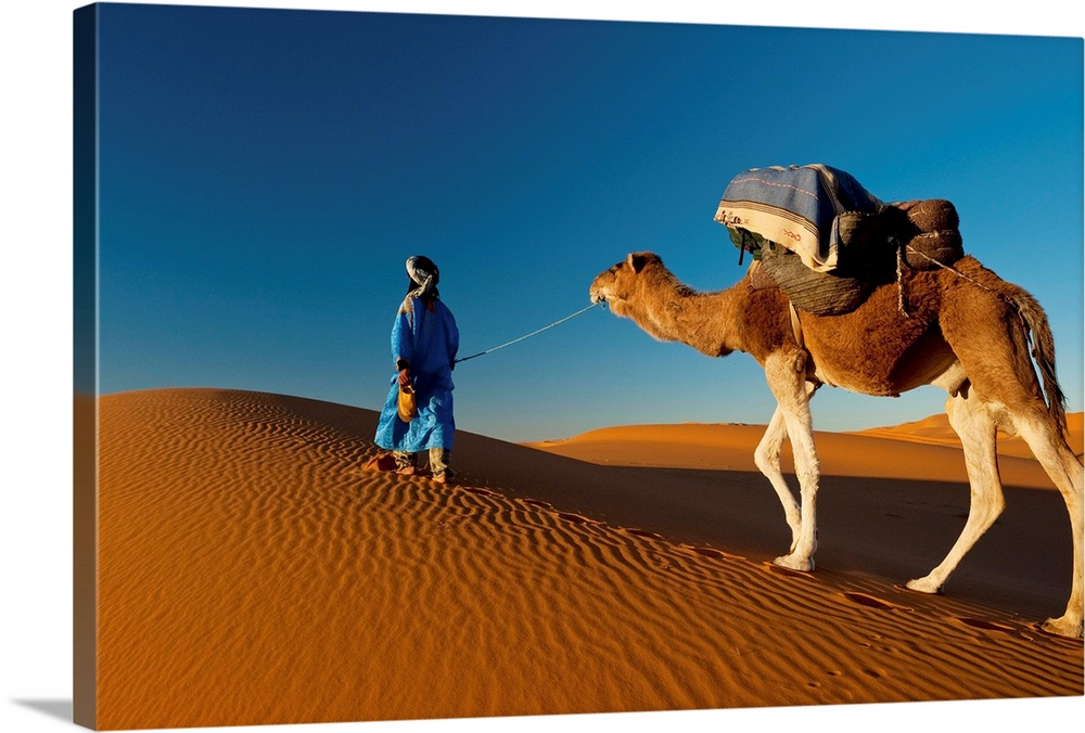 Morocco, Berber leading camel across sand dune near Merzouga in Sahara  Desert Solid-Faced Canvas Print
