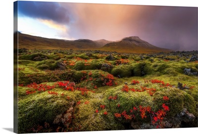 Moss covered lava field at sunrise, Snaefellsness Peninsula; Iceland