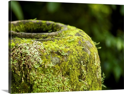 Moss Covered Urn