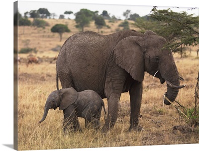 Mother And Baby Elephant