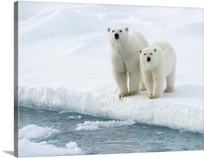 Mother And Cub Polar Bears At Water's Edge, Spitsbergen, Svalbard, Norway