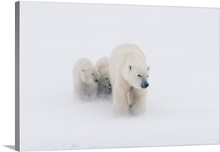 Polar Bear Wall Art & Canvas Prints | Polar Bear Panoramic Photos ...