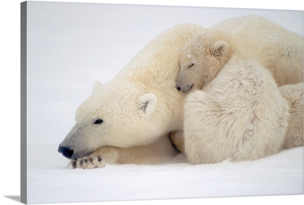 Mother Polar Bear & Cub Huddle in Snow Storm Churchill Canada Winter