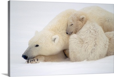 Mother Polar Bear & Cub Huddle in Snow Storm