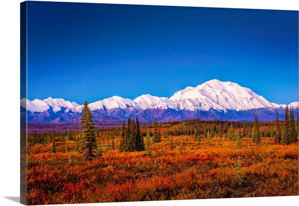 Mount Denali (McKinley) at dawn with fall colors of the tundra in the foreground in autumn, Denali National Park and Prese...