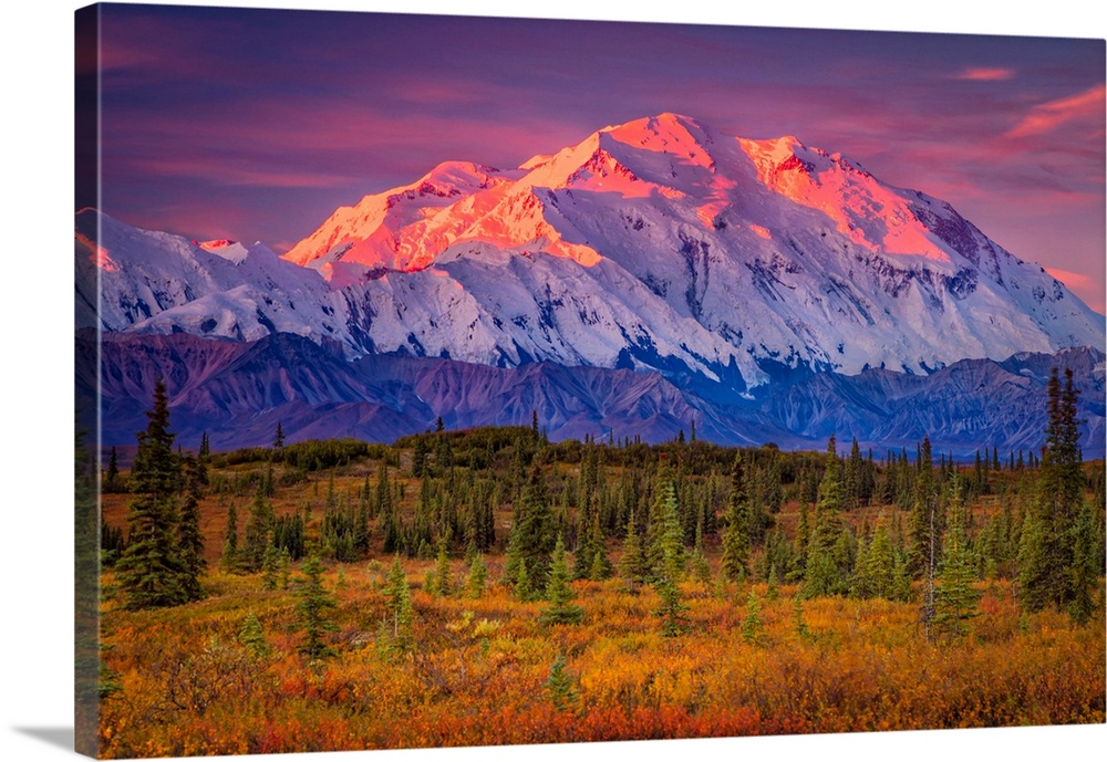 Mount Denali (McKinley) glow at sunrise. Autumn coloured tundra in the foreground in Denali National Park and Preserve, In...