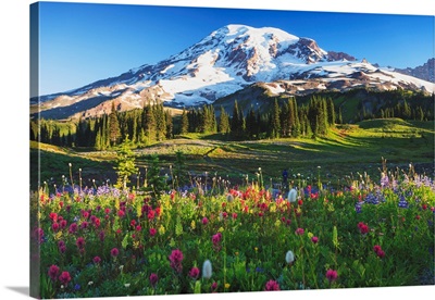 Mount Rainier And Wildflowers In A Meadow, Mount Rainier National Park, Washington