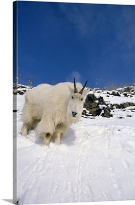 Mountain Goat Billy, Chugach National Forest, Kenai Peninsula