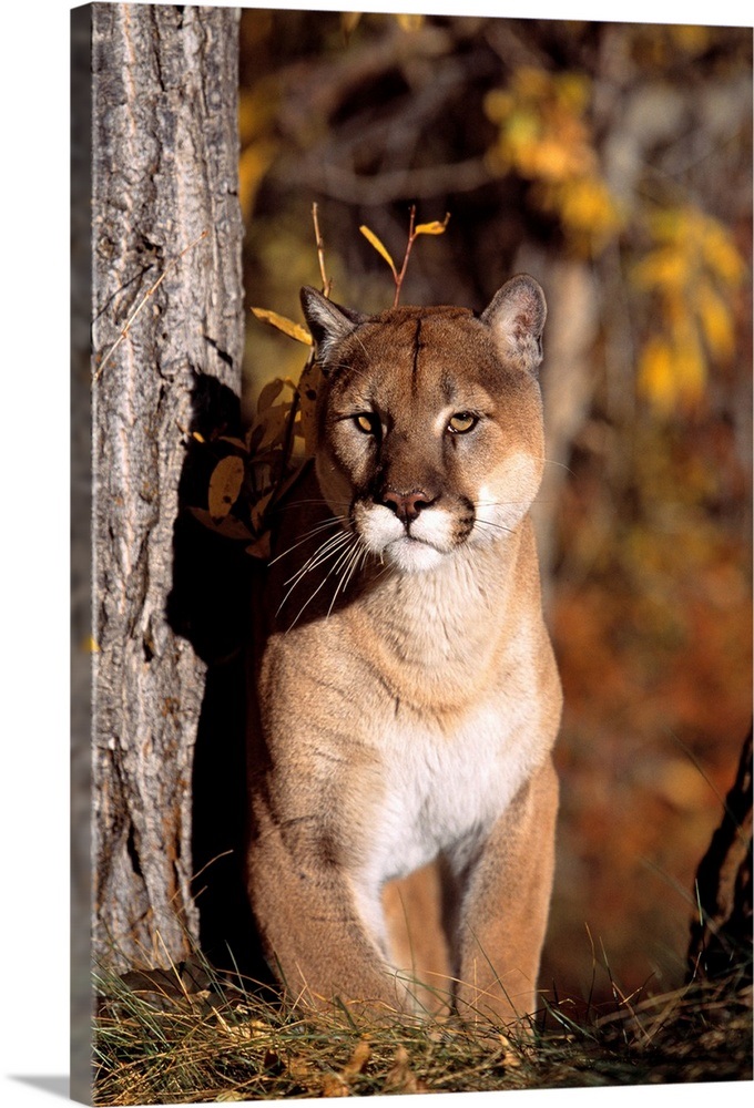 Mountain Lion Wall Art, Canvas Prints, Framed Prints, Wall Peels