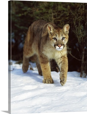 Mountain Lion, Idaho, USA