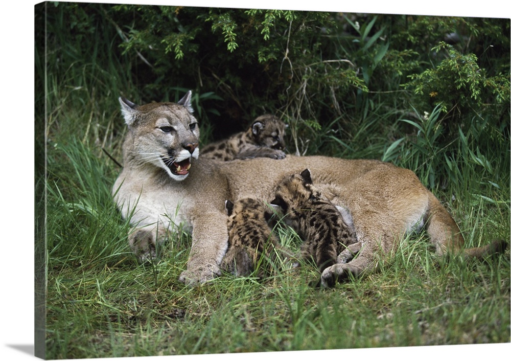 Mountain Lion Nursing Cubs