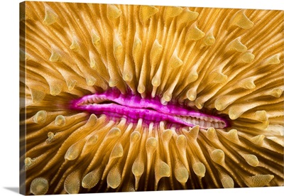 Mouth detail of a colourful and healthy Mushroom coral, Fungia fungites