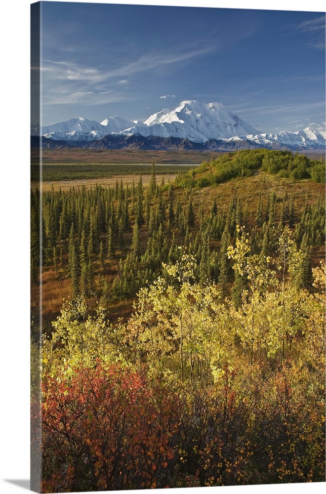 Scenic Of Fall Tundra And Yellow Aspen Trees With Mt. Mckinley In The Background Near Wonder Lake Campground, Denali Natio...