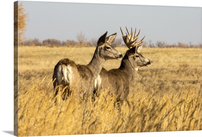 Mule Deer Buck And Doe, Steamboat Springs, Colorado