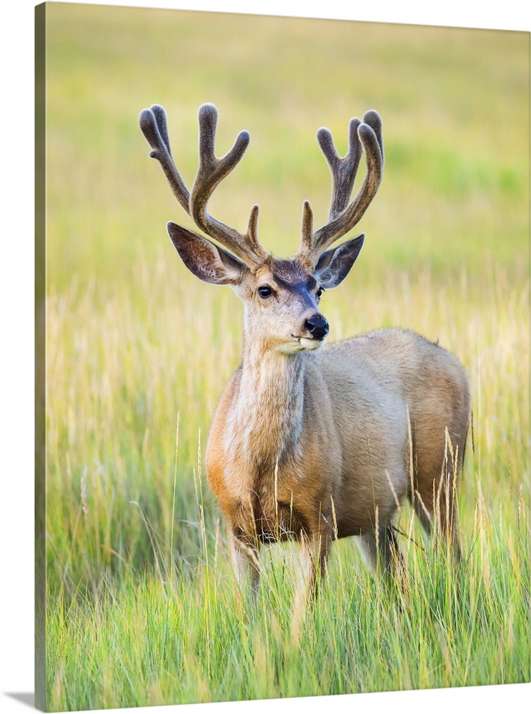 Mule deer buck (Odocoileus hemionus) standing in grass; Steamboat Springs, Colorado, United States of America