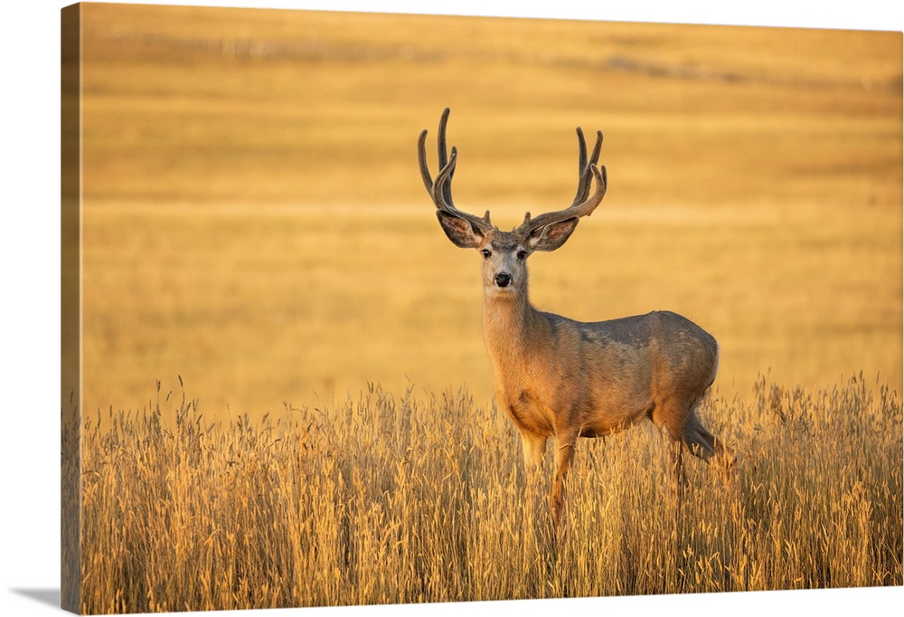 Mule deer buck (Odocoileus hemionus) standing in golden grass; Steamboat Springs, Colorado, United States of America