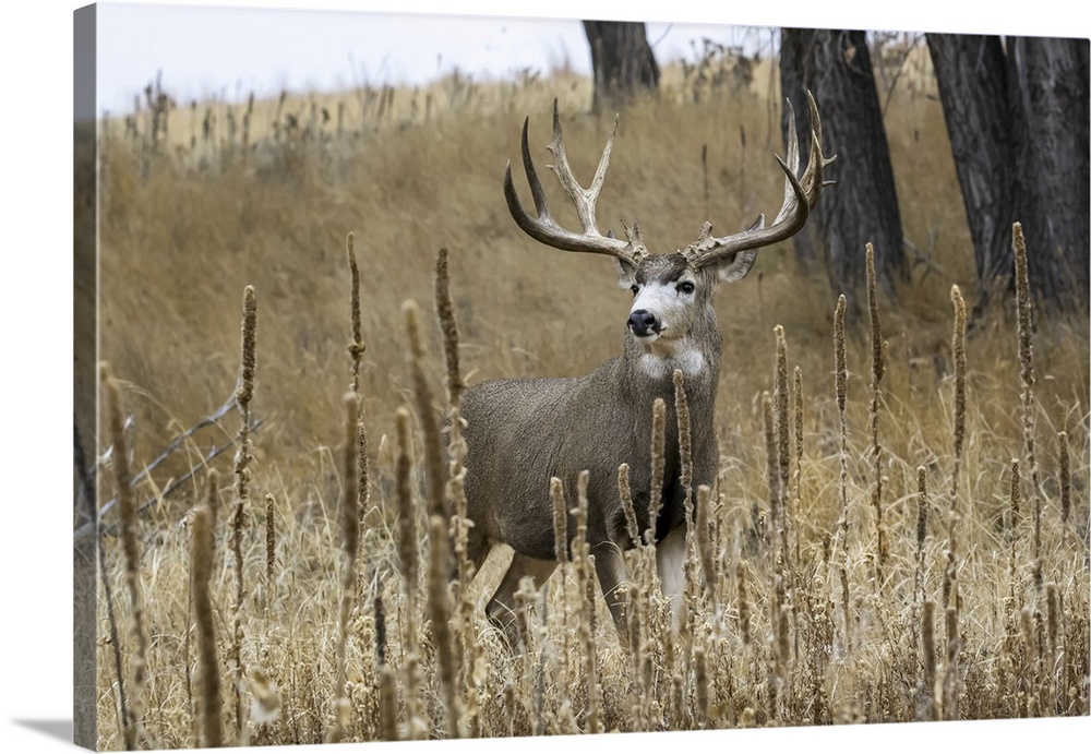 Mule deer (odocoileus hemionus) buck standing in a grass field, Denver, Colorado, united states of America.
