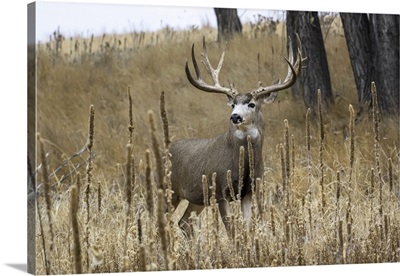 Mule Deer (Odocoileus Hemionus) Buck Standing In A Grass Field, Denver, Colorado