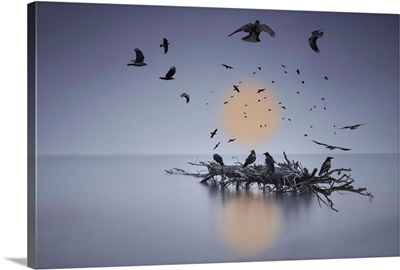 Murder Of Crows Flying Or Perched On A Log In Shallow Water