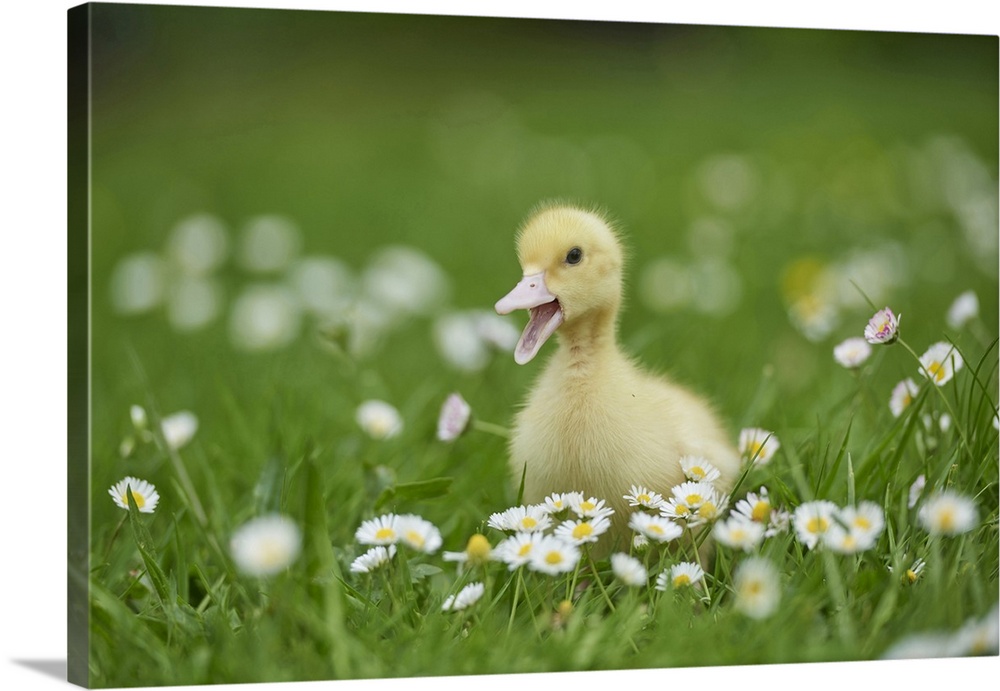 Muscovy Duckling (Cairina moschata) on Meadow in Spring, Upper Palatinate, Bavaria, Germany