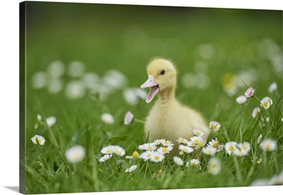 Muscovy Duckling On Meadow In Spring, Upper Palatinate, Bavaria, Germany