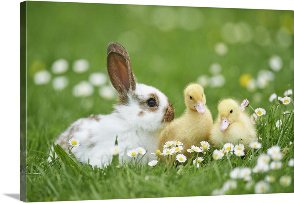 Muscovy Ducklings (Cairina moschata) and Domestic Rabbit on Meadow in Spring, Upper Palatinate, Bavaria, Germany