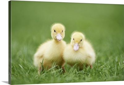 Muscovy Ducklings On Meadow In Spring, Upper Palatinate, Bavaria, Germany