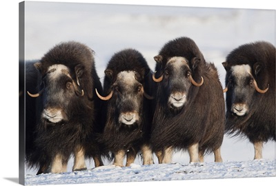 Musk ox cows in a defensive lineup during Winter on the Seward Peninsula near Nome