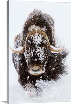 Musk Ox in snow, Alaska Wildlife Conservation Center, Southcentral Alaska, Winter