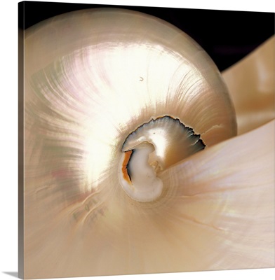 Nautilus Shell With Shiny Iridescent Texture