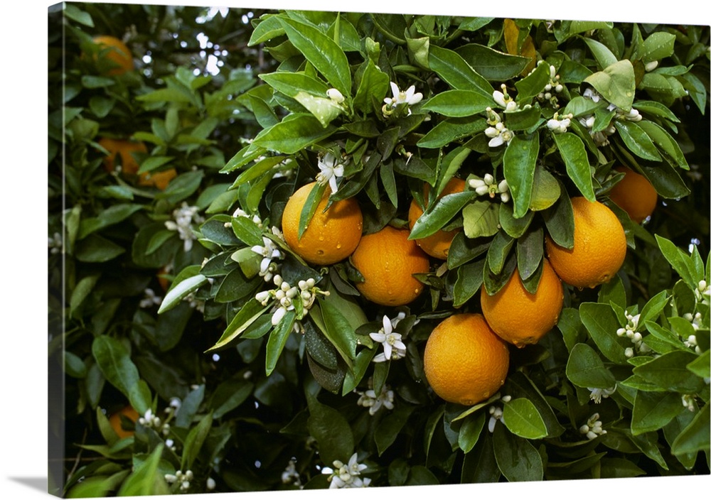 Navel oranges on the tree with blossoms, Porterville, California