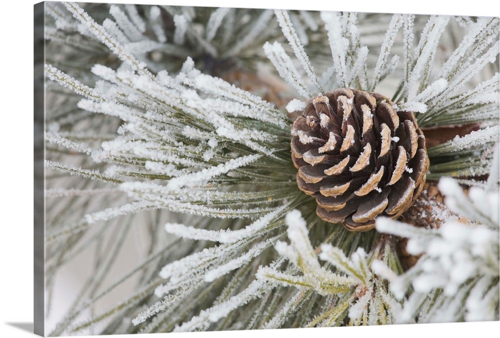 Needles Of A Pine Tree And A Pine Cone Covered In Frost, Calgary, Alberta, Canada