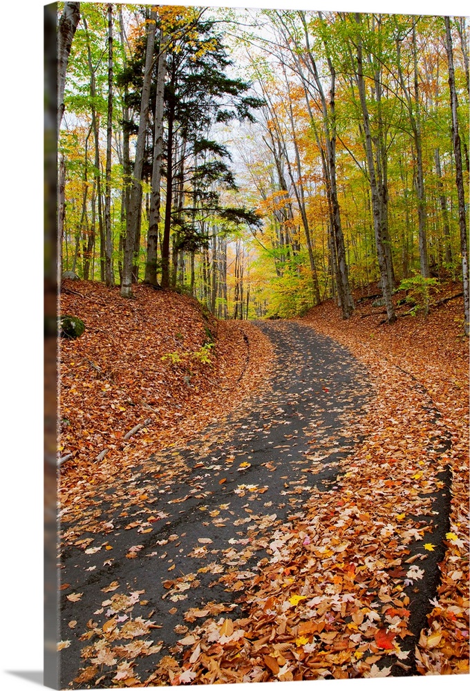 New England, New Hampshire, White Mountains, Path In Forest During Autumn