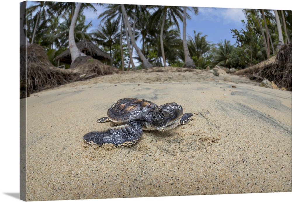 Newly hatched baby green sea turtle (chelonia mydas), an endangered species, makes its way across the beach to the ocean o...
