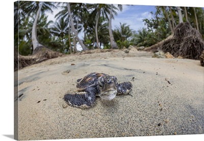 Newly Hatched Baby Green Sea Turtle, Yap, Federated States Of Micronesia