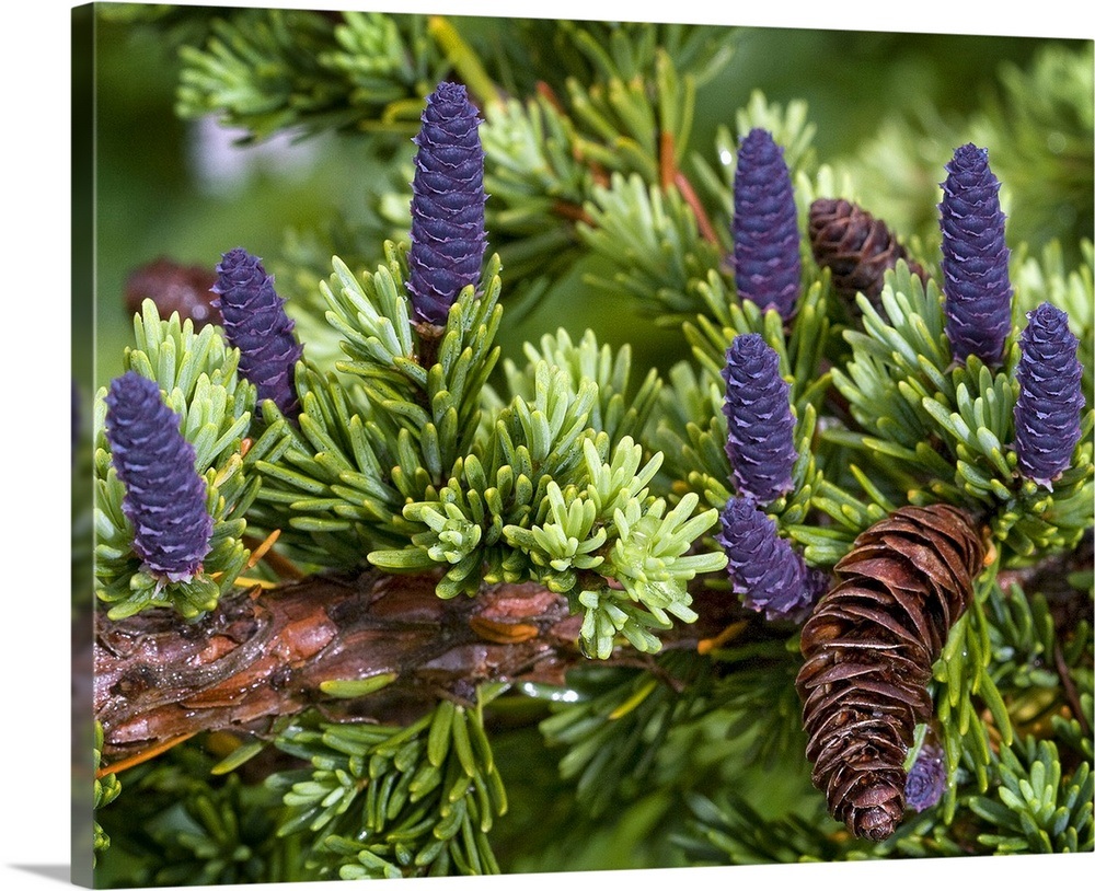 Newly sprouted spruce cones grow amidst last years cones in Glen Alps