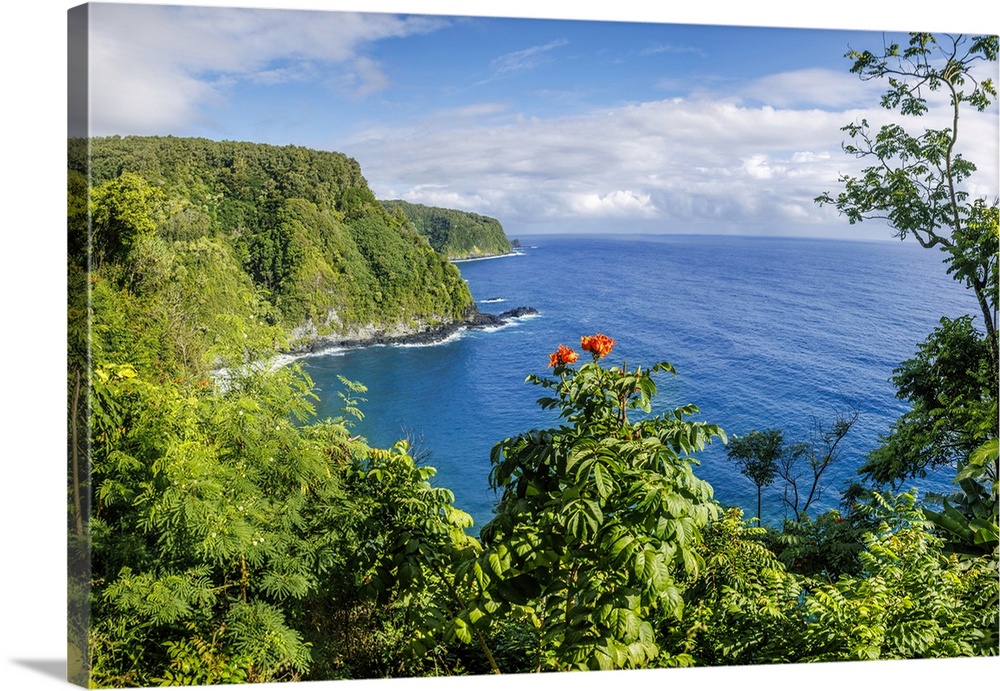 An African tulip tree, Spathodea campanulata, blooms in the foreground of this scene on the road to Hana, Maui, Hawaii, US...