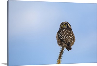 Northern Hawk Owl, Anchorage, Alaska