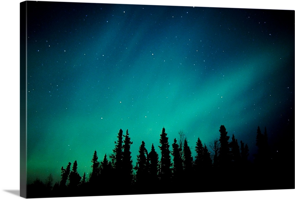 Landscape photograph on a giant canvas of the Aurora Borealis over the Black Spruce forest, near Trapper Creek, during win...