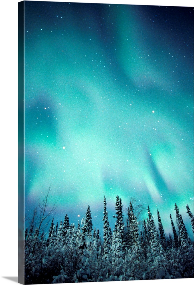 Northern Lights Over Snow Covered Trees, Along Dempster Highway