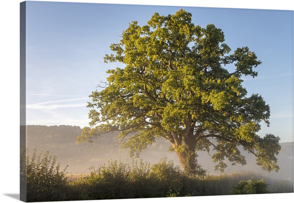Oak tree bathed in sunshine and surrounded by morning mist in the Wye valley at Bigsweir.