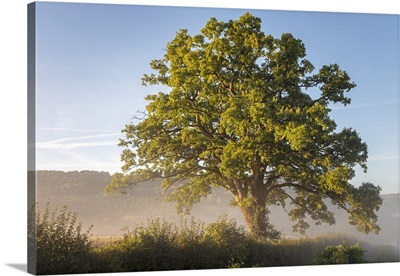 Oak Tree Bathed In Sunshine And Surrounded By Morning Mist In The Wye Valley At Bigsweir